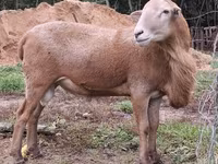 Kos, Katum sheep — 2. fotó