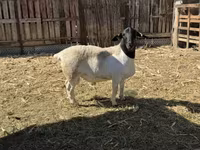 公羊, Dorper sheep — 照片 4