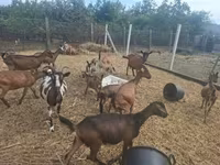 公山羊, Goats — 照片 6