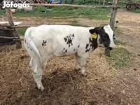 Vaca, Azul Belga — foto 4