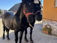 Horse (M), Hungarian horse breed — photo 3
