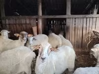 母羊, Ile-de-France sheep — 照片 5