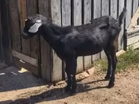 Kozel, Nubian Goat — foto 3