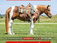 Hengst, Pinto horses — Foto 1