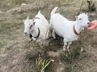 Koza, Kozy — foto 1