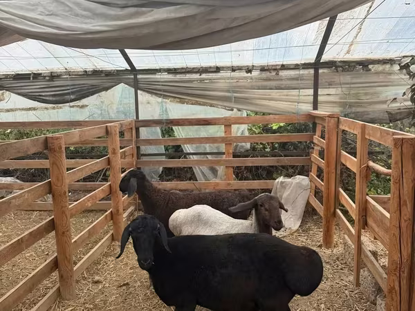 Qoç, Qoyunlar