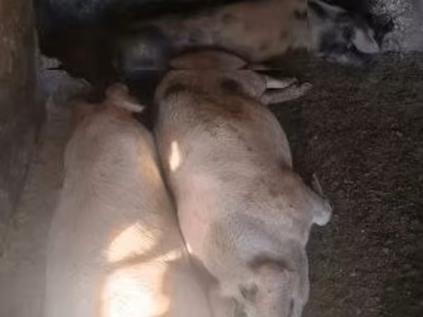Boar, Pigs — Hungary