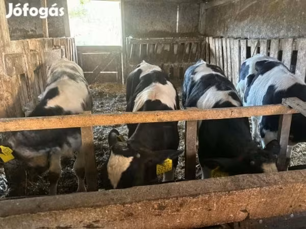 Bika, Holstein fajta — Magyarország