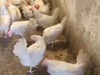 Chickens — zdjęcie 6