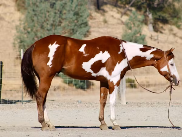 Hing, American paint horse