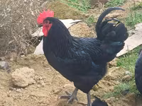 Australorp — photo 2