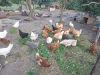 Chickens — foto 3