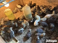 Quails — photo 2