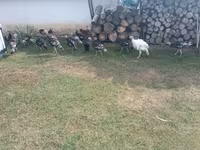 Turkeys — الصورة 3