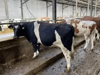 بقرة, Russian Black pied cattle — الصورة 4