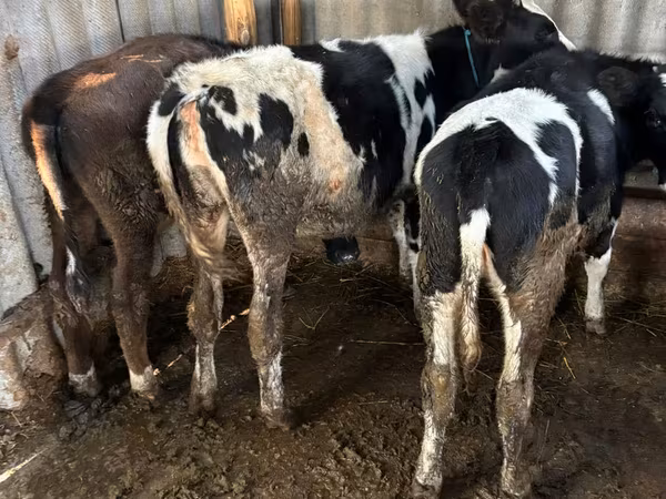 Krava, Russian Black pied cattle