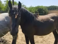公马, Hungarian horse breed — 照片 2