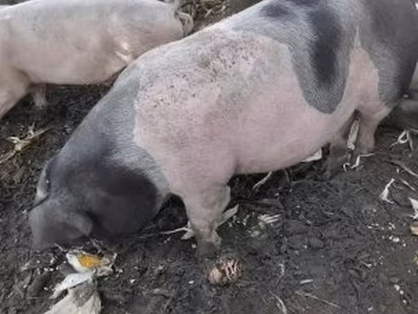 Boar, Pigs — Hungary