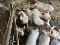 Knur, Świnie — zdjęcie 3