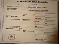 Hing, Rocky Mountain Horse — 7. fotó