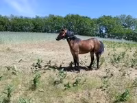 母马, Horses — 照片 2