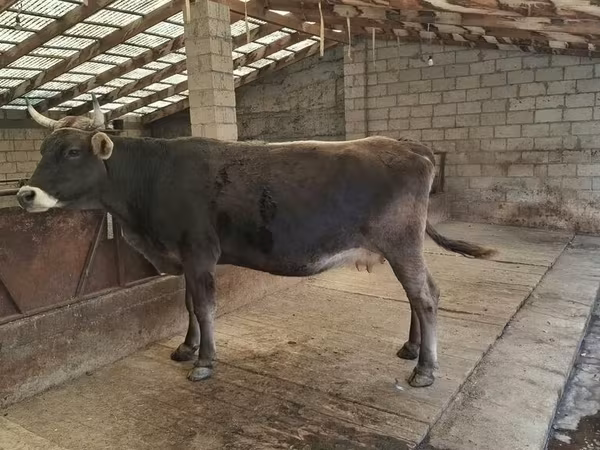 Tehén, Swiss cattle