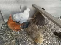 Poule soie — photo 4
