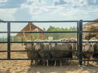 Kos, Kuibyshev sheep — 1. fotó