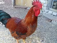 آيام سيماني — الصورة 2