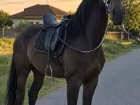 Jument, Chevaux — photo 1