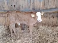 Bulle, Limousin-Kuh — Foto 2
