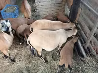 भेड़, Cameroon sheep — फ़ोटो 3