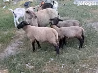 نعجة, الأغنام — الصورة 2