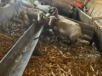 Oveja, Ovejas — foto 1