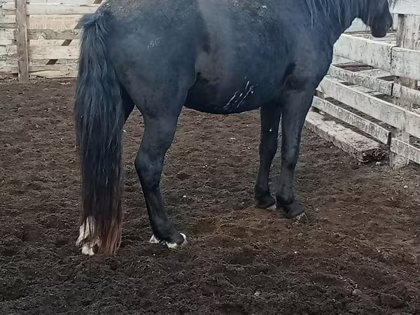 Cavalo, Cavalos