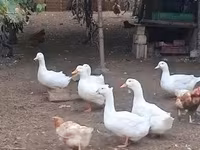 Ducks — 照片 1