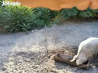 母猪, Дюрок — 照片 4