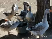 Geese — zdjęcie 3