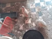 Quails — 2. fotó