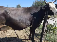 Vaca, Russian Black pied cattle — foto 5