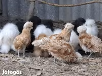 Датская несушка — фото 2