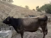 गाय, मवेशी — फ़ोटो 4