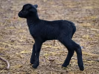 母羊, Cameroon sheep — 照片 1