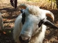 Kos, Racka sheep — 1. fotó
