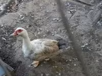 Ducks — photo 3