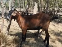 母山羊, Nubian Goat — 照片 1