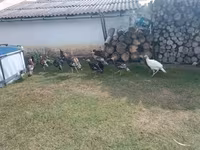 Turkeys — الصورة 1
