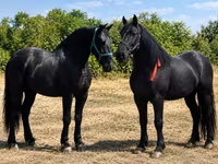 母马, Friesian — 照片 4