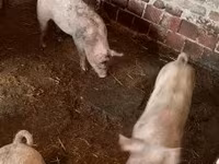 猪（批次，未指定性别）, Pigs — 照片 3