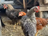 Chickens — foto 3